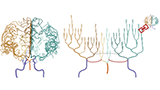 Thumbnail image for publication titled: CerebroVis: designing an abstract yet spatially contextualized cerebral arteries network visualization